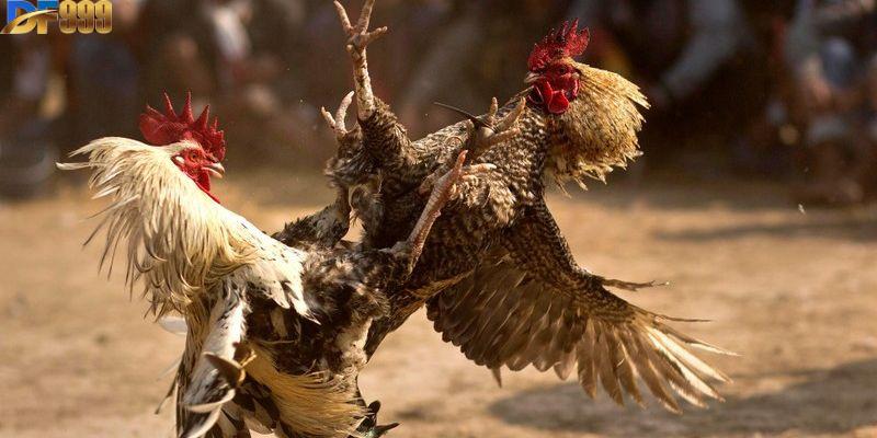 Có rất nhiều lý do khiến người tham gia yêu thích chơi đá gà Mỹ