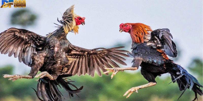 Đá gà Mỹ là loại hình cá cược rất được yêu thích trong thời gian gần đây
