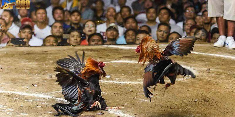 Đá gà Thomo là loại hình được rất nhiều người yêu thích và quan tâm
