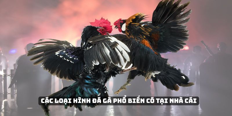 Các loại hình đá gà phổ biến có tại nhà cái