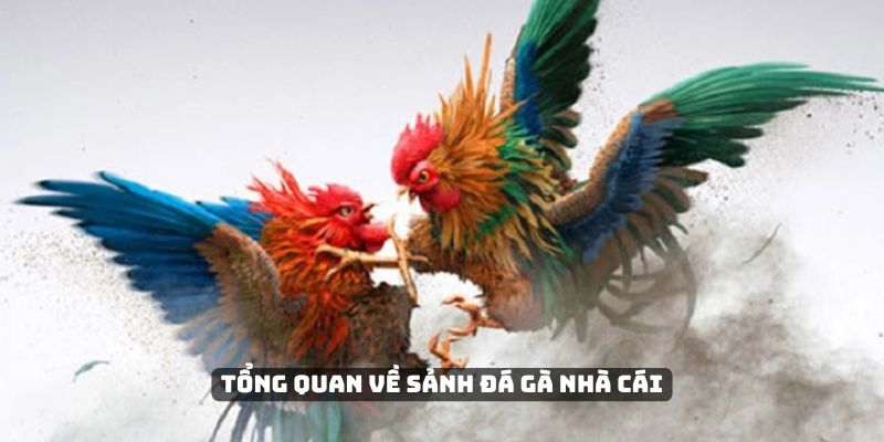 Tổng quan về sảnh đá gà nhà cái